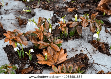 Snowdrops. The first spring flowers. 