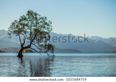 The Wanaka Tree in New Zealand