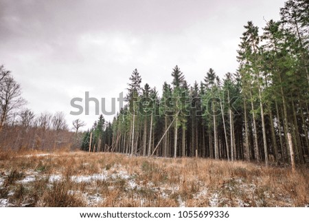 Tall pine trees forest near a meadow in the winter