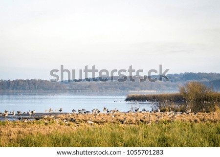 Large flock of geese by a lake in the morning in the early spring