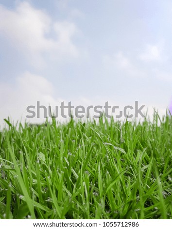 Sky with grass