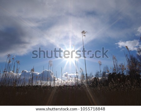 Backlighted landscape photography in the field of reeds with the sun near Baltic Sea, Espoo, Finland
