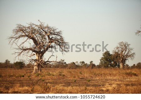 african savannah - big baobab tree growing on a dry grass, with light blue sky in the background, in natural sunlight in Gambia, Africa Royalty-Free Stock Photo #1055724620