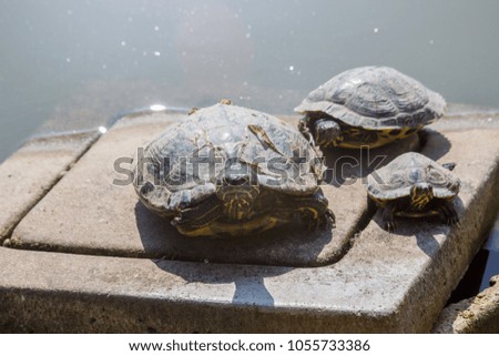 florid turtle tortoise