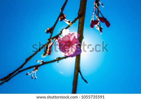 Spring Blossom in front of sun 