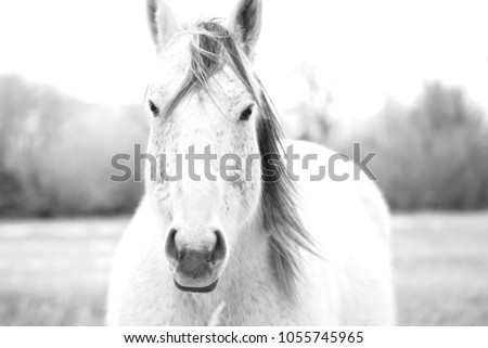 Black and white photograph of a horse near Waterloo, Montana