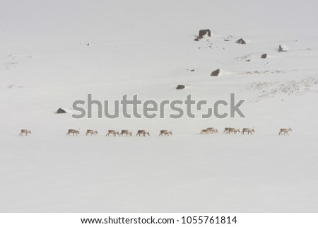parade of Icelandic snow deers walking on snow capped mountain