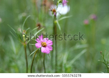 Garden cosmos or Mexican aster flower in the garden. Suitable for graphic and copy space. Photo in sunlight effect


