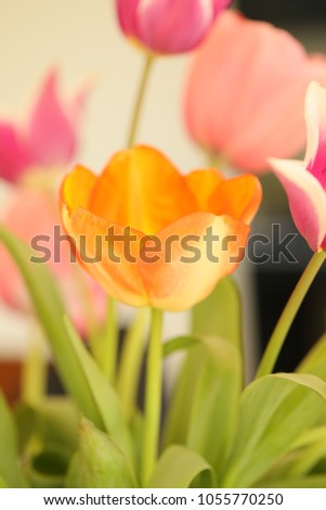 Beautiful and fresh tulips.