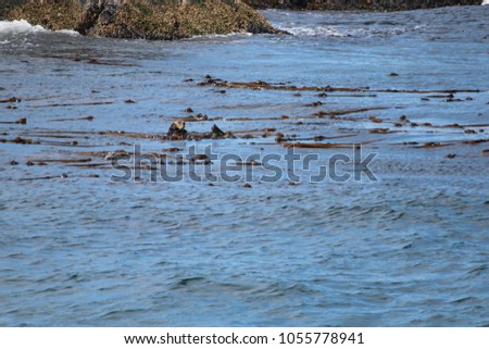 Playful sea otter floating through the kelp beds off of Vancouver Island