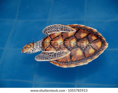 Hawksbill sea turtle swimming in swimming pool.