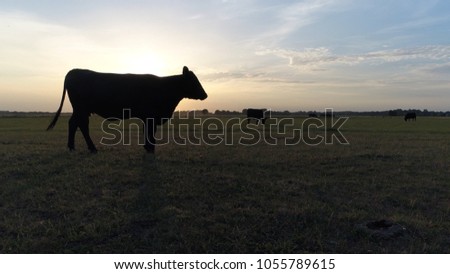 Sundown picture of meadow and Aberdeen Angus cattle sometimes simply Angus is Scottish breed of small beef cattle it derives from cattle native to the counties of Aberdeenshire and Angus