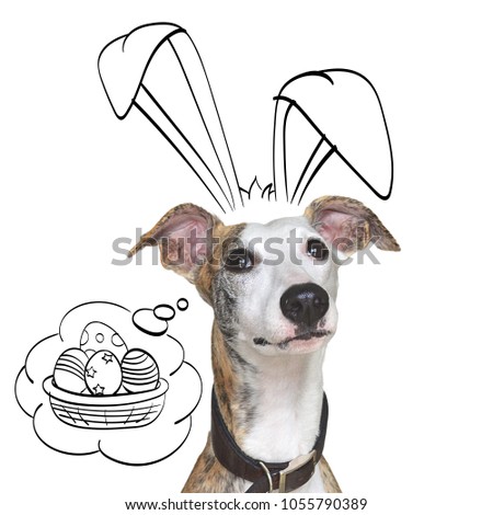 Adorable whippet dog with bunny ears, thinking on easter eggs. Isolated 
