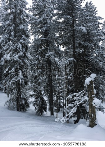 Pine Trees Mountain Snow Winter Cold Austria