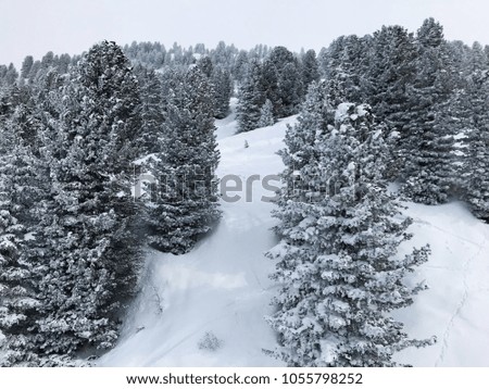 Pine Trees Mountain Snow Winter Cold Austria