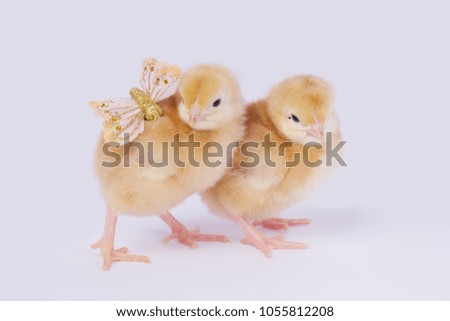 Little newborn chickens. Yellow chickens with a butterfly on a neck.