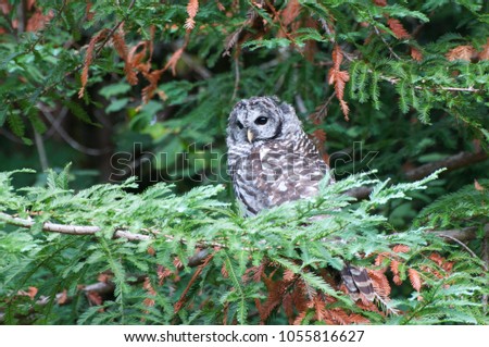 A Barred Owl sitting in a Cedar tree photographed near Shelton, WA, USA.