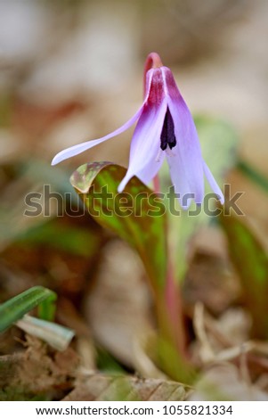 Beautiful delicate and subtle endangered spring wild purple and pink flower (Erythronium dens-canis), spotted green leaves, growing in the forest with dry brown leaves on the ground, vertical image