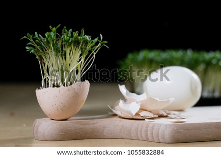 Cress sprouts on the kitchen table. Eggs and herbs in the kitchen before the holidays of the great night. Dark background.