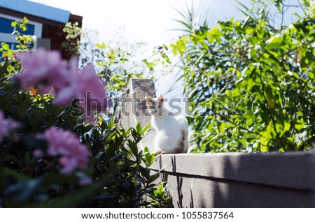 A white fluffy cat looks carefully among the flowers on a concrete fence