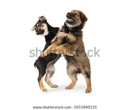 Two cute Chow and Rottweiler mixed breed puppies standing up and play wrestling together