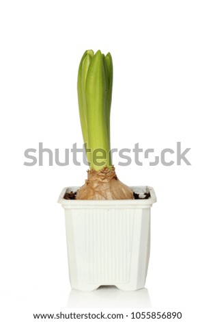Hyacinth sprout in a pot,isolated