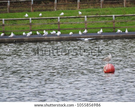 Killingworth, UK, November 30 2016 - Geese and Ducks swim on lake