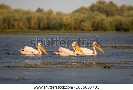 Pelicans in Danube Delta, the second largest river delta in Europe, after the Volga Delta, and is the best preserved on the continent.