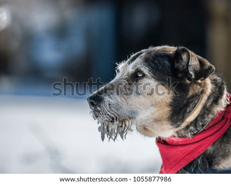 portrait of the dog with red bandana on ruined buldings background