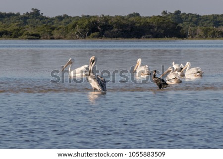 White and brown pelicans and cormoran sunbathing in the river. They take a break after a productive morning of fishing and hunting. 