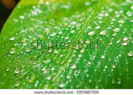 Rain drops On a bright green leaf. Refresh form very beautifully of green leaves.