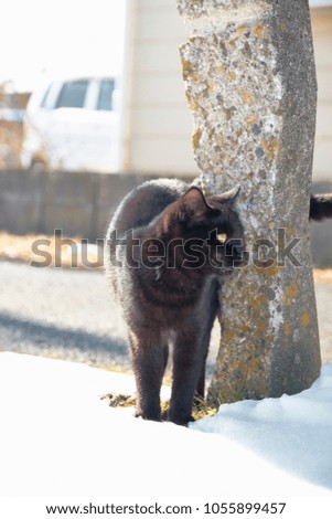 Japanese cat in the snow