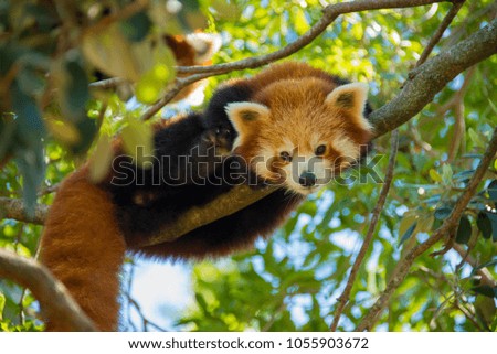 Red Panda up in a tree eating and sleeping