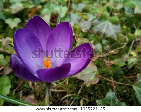 Violet flower of crocus (crocus vernus (L.)) in blossom means that the spring is coming soon. 
