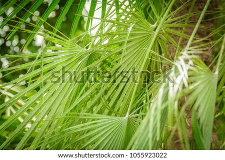 Green palm leaves as natural background. Large leaves