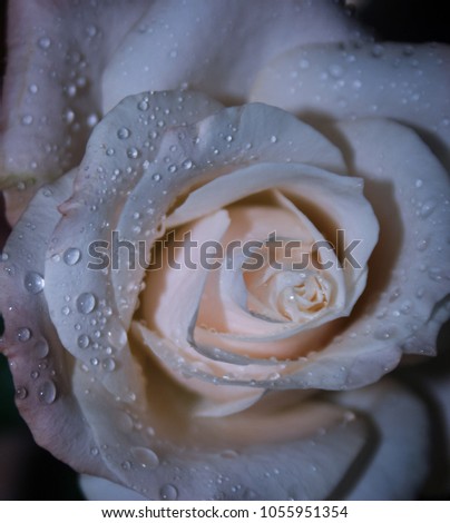 A close-up photograph of a blossoming white rose covered in water droplets. This photo was taken in Brisbane, Australia. 