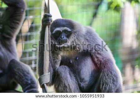 Sad Silvery Gibbon