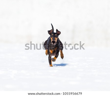 Manchester terrier running and playing in a snowy background.