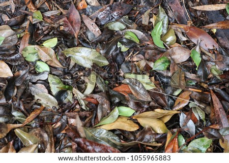 Wet fallen autumn leaves. dreary damp multi coloured colored leaves soaked by rain. weather pic showing seasons with textural leaves as the focus. abstract texture background with wet leaf litter