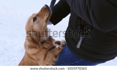 Good dog is stroked on head by owner.
