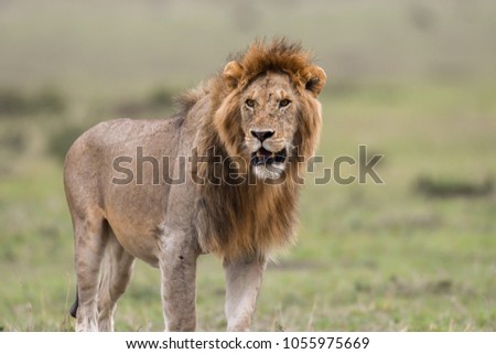 A male African lion hunting in a savannah in Masai Mara Game Reserve, Kenya