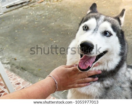 Head and Face Dog picture of Siberian Husky at out door.