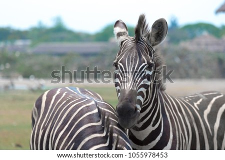 Zebras walking and eating on the grassland