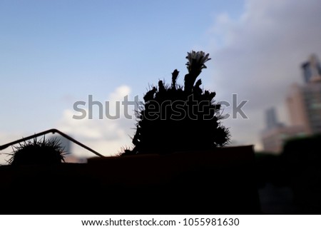 silhouette cactus flowers on blue sky background. (Echinopsis calochlora)