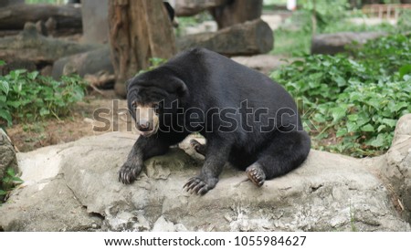The black honey bear or Malayan sun bear is sitting on the stone in the forest. It has long claw. It’s the smallest bear type. The picture concepts are zoo, forest, animal, natural, education.