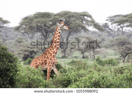 Africa's tallest animals, The giraffe is standing on the ground of Serengeti Tanzania
