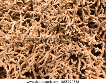 abstract coral background