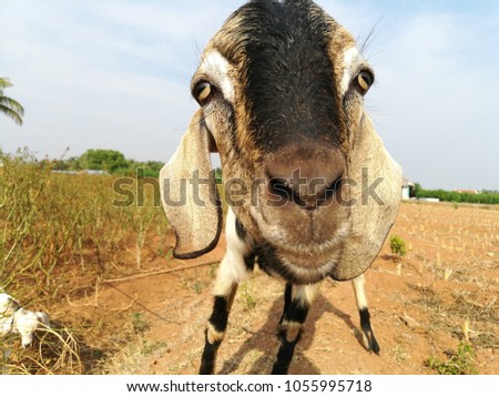 Goat face closeup