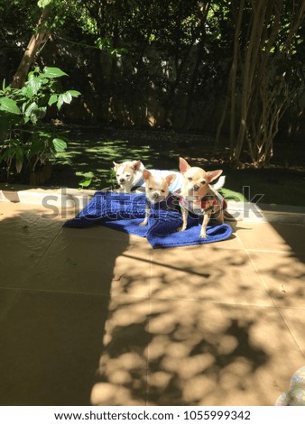Happy chihuahua team in the garden