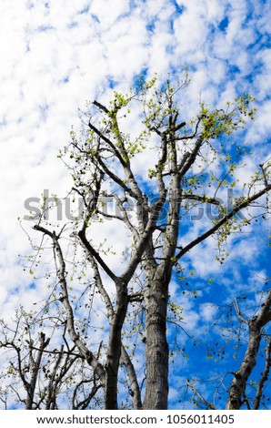 Early Spring Trees under Blue Sky